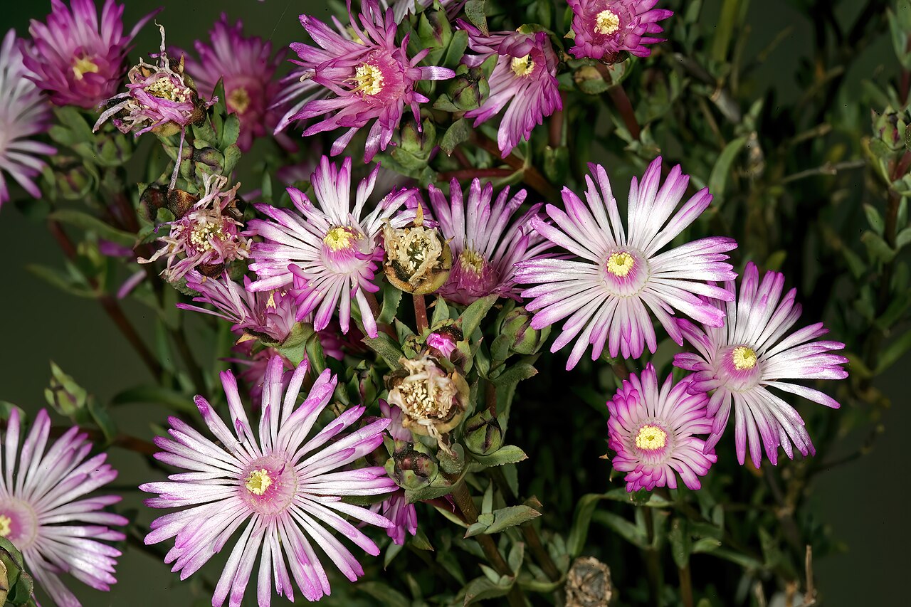 Antimima aristulata