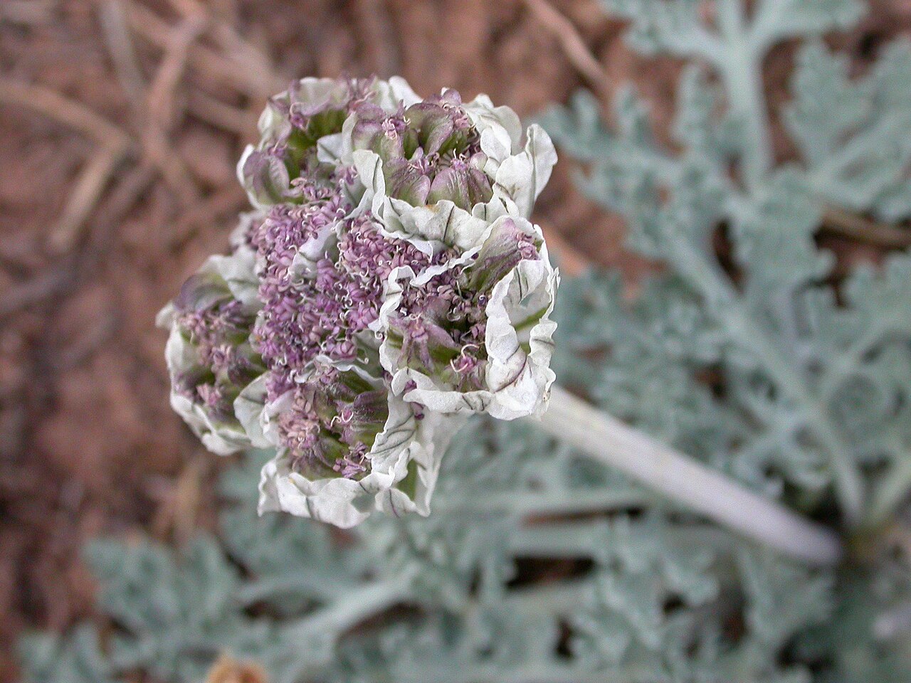 Vesper purpurascens