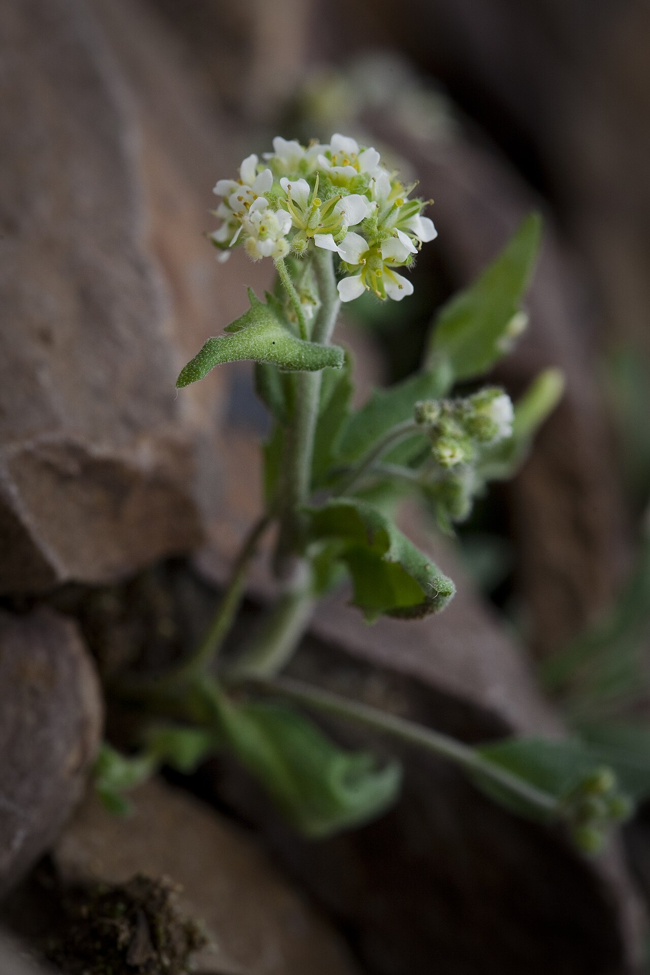 Draba breweri