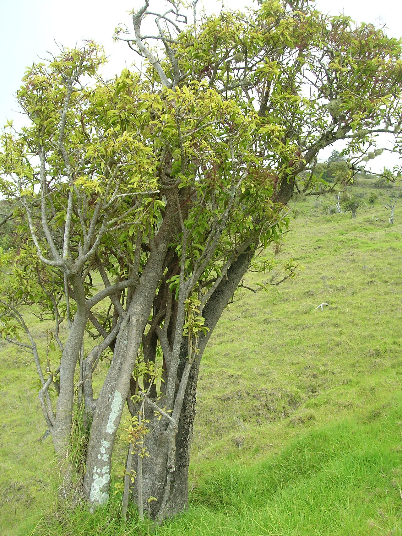 Broadleaf pāpala