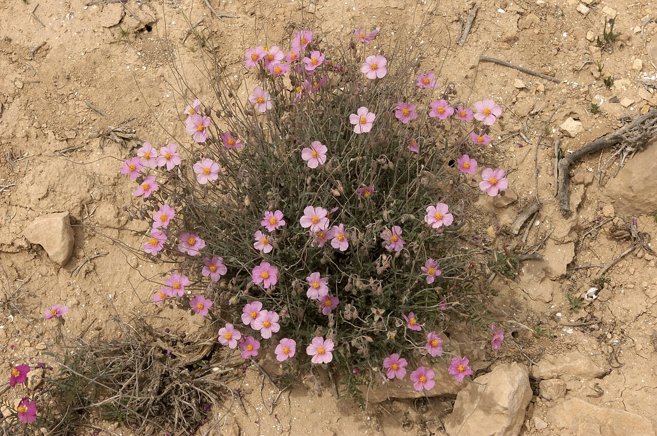 Helianthemum vesicarium