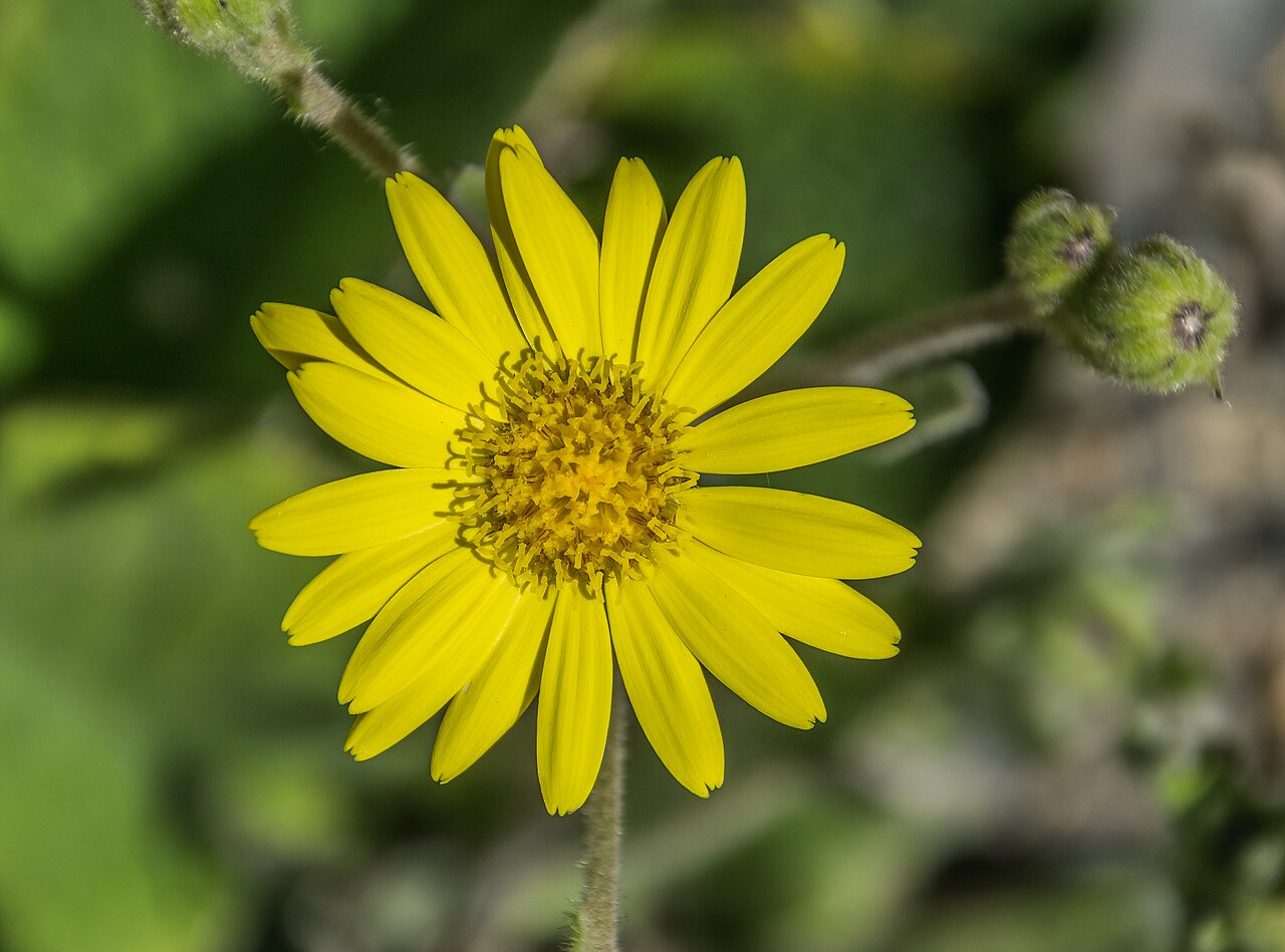 Brachyglottis lagopus