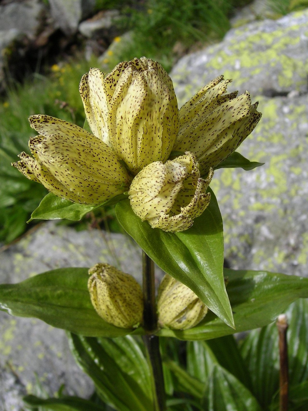 Gentiana punctata