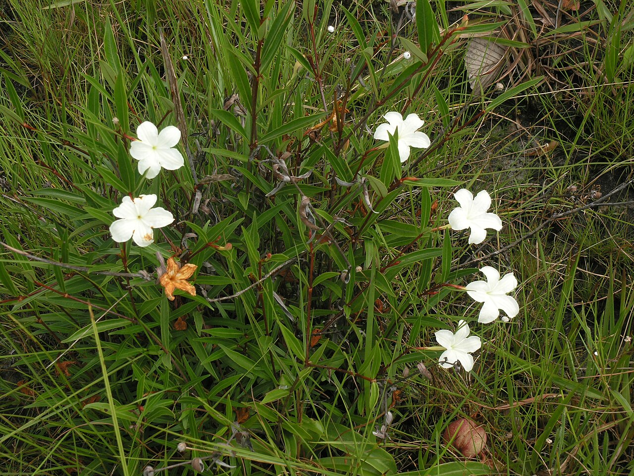 Spirolobium cambodianum