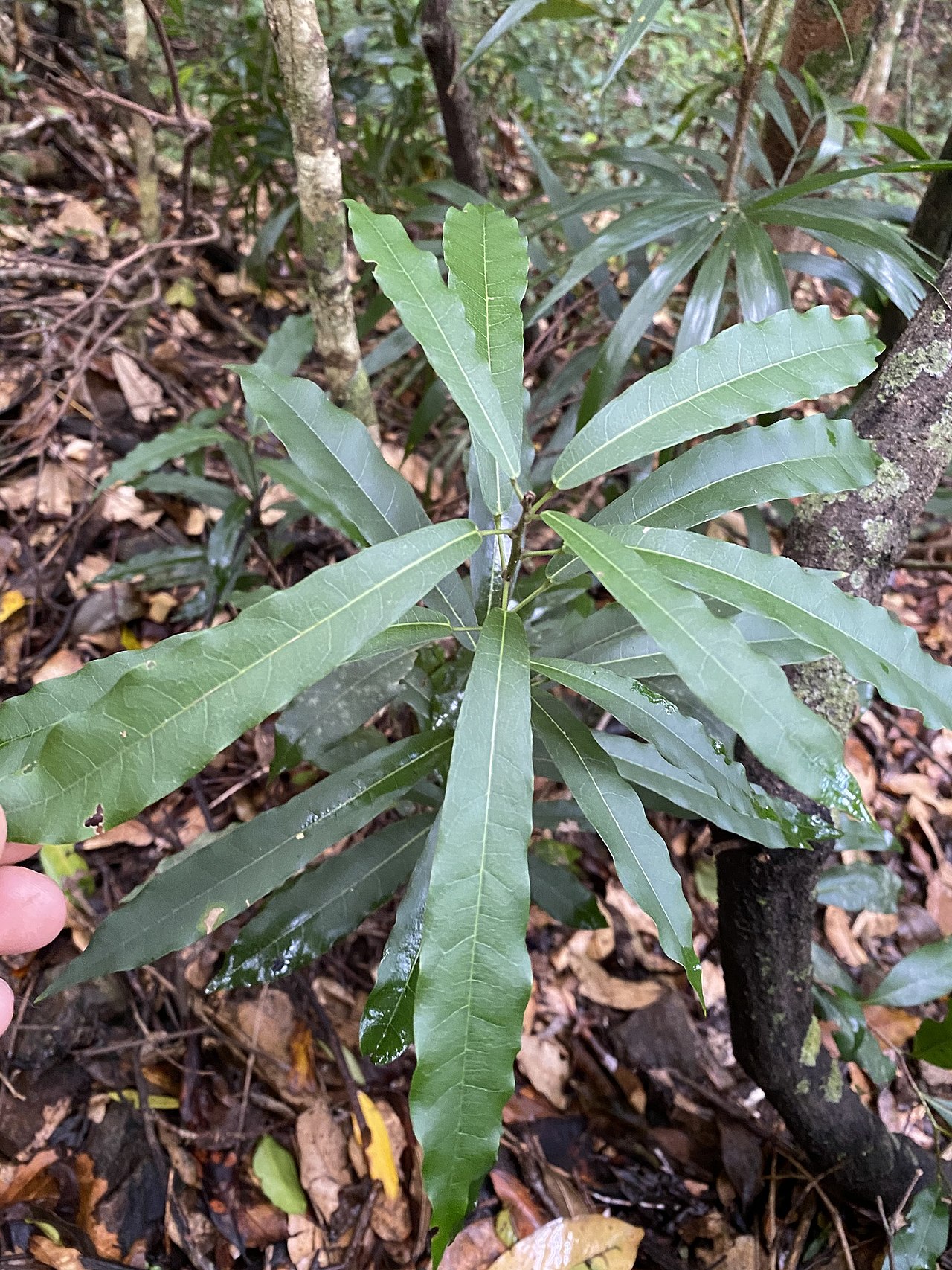 Carronia multisepalea
