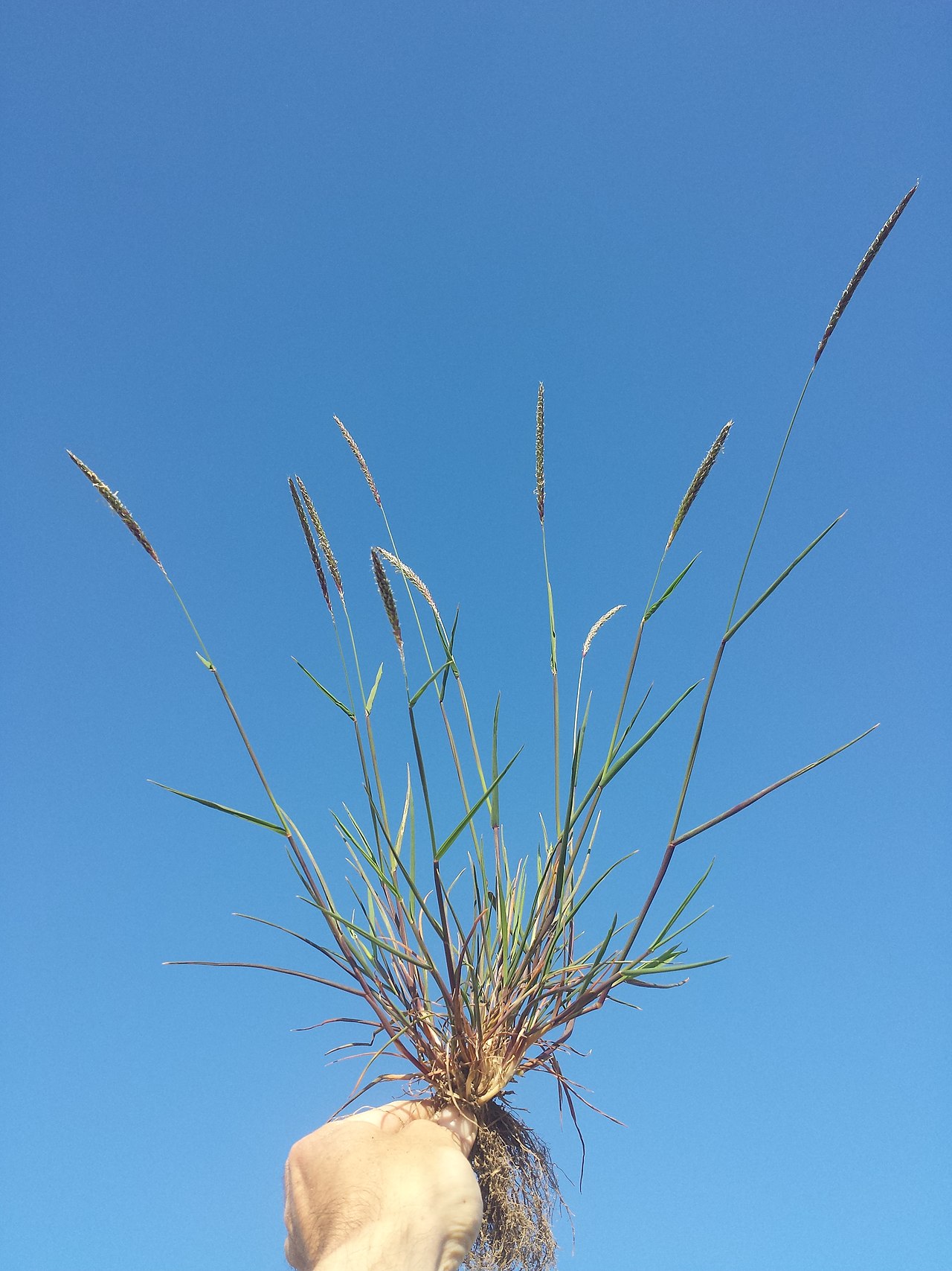 Alopecurus myosuroides