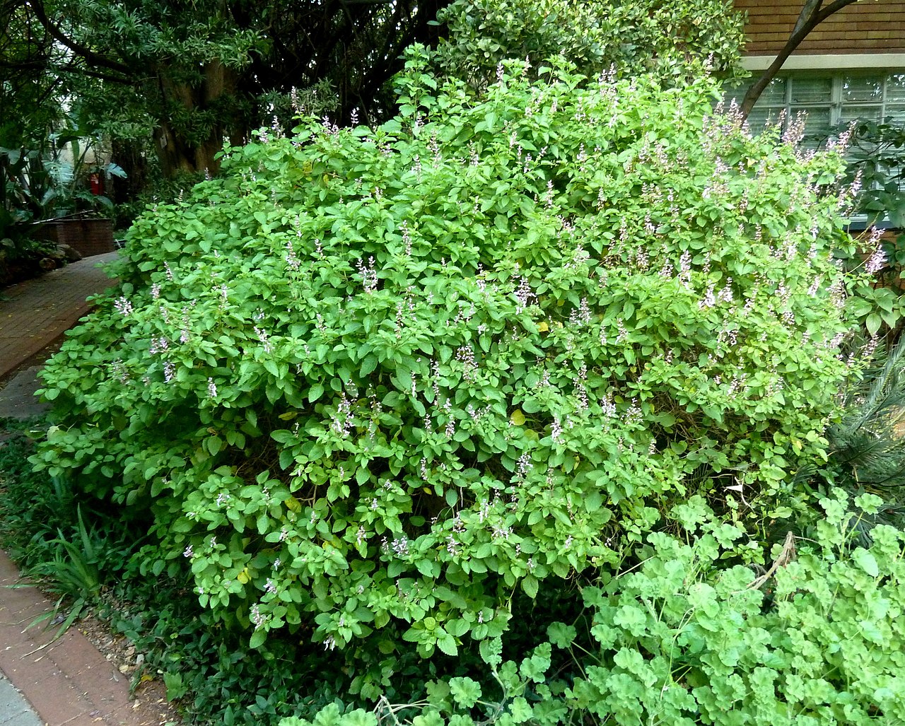 Ocimum labiatum