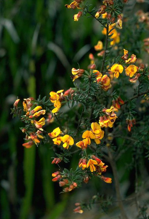 Pultenaea vrolandii