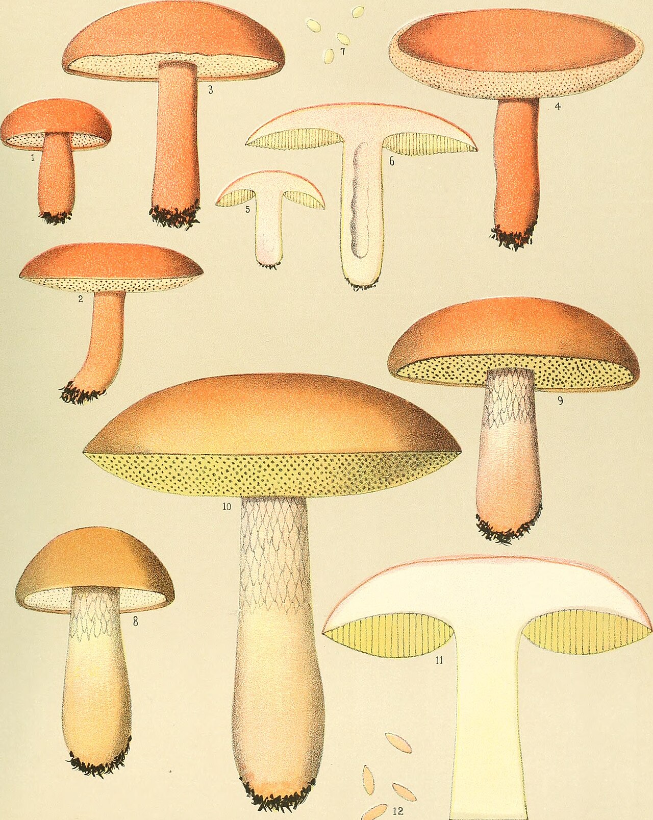 Chestnut bolete