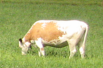 Eastern Finncattle
