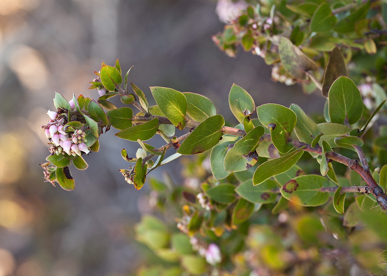 Arctostaphylos osoensis