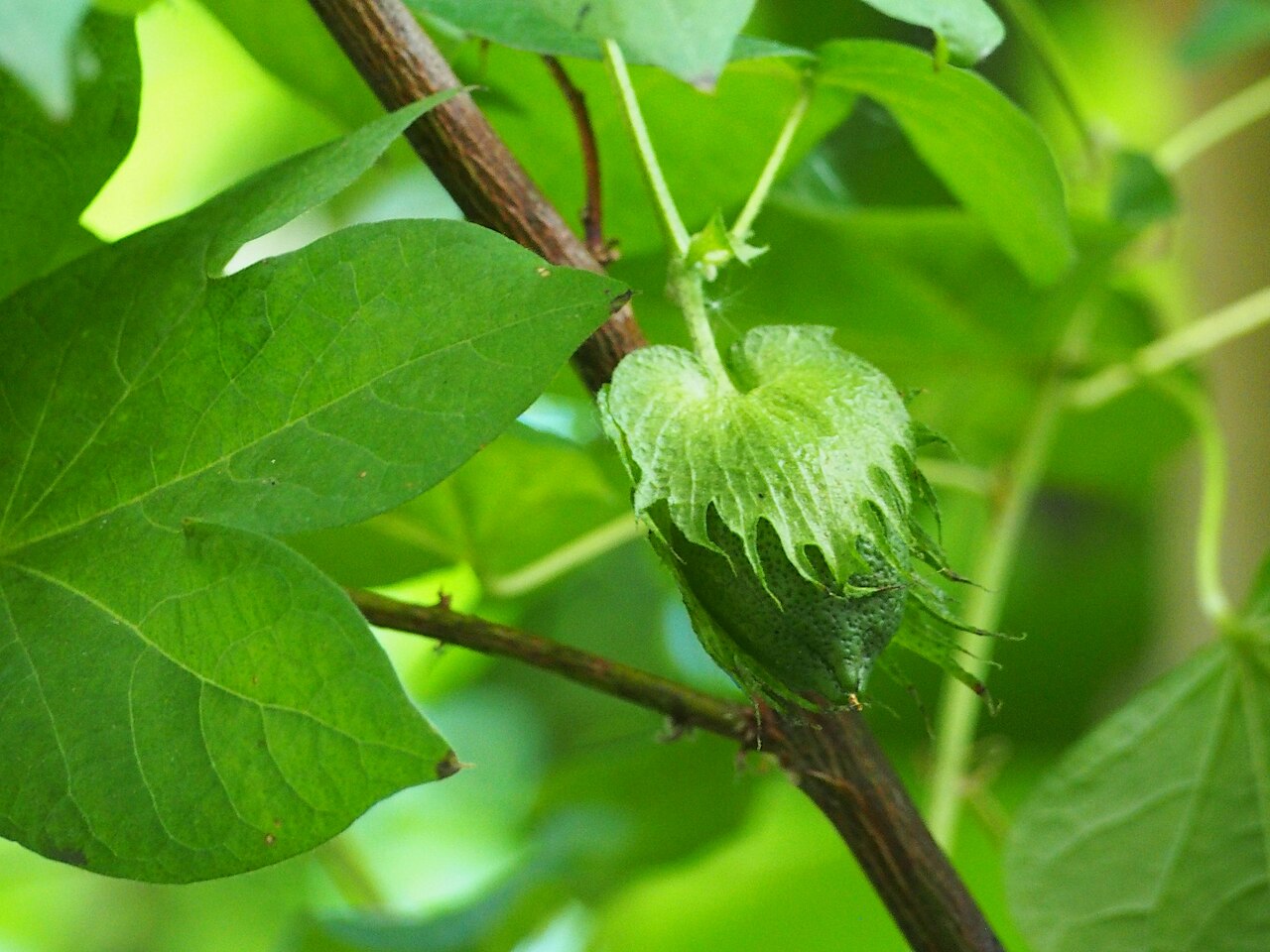 Gossypium arboreum