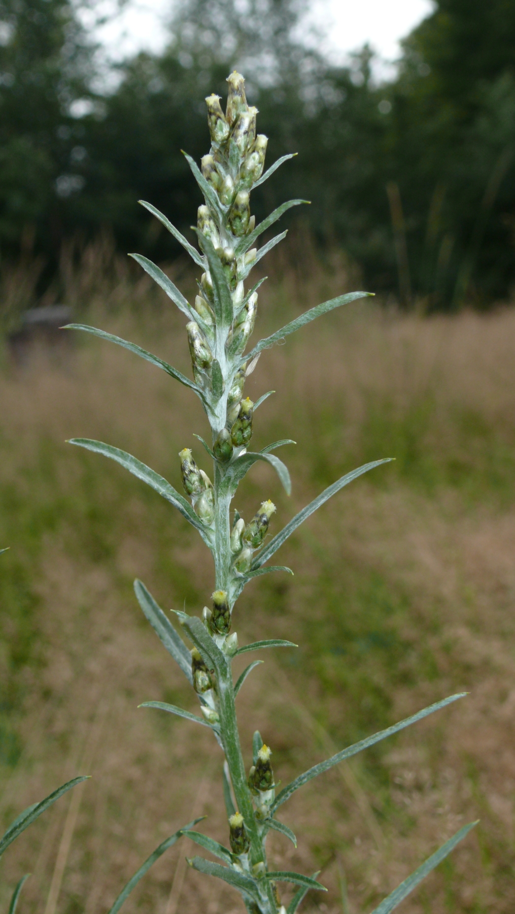 Gnaphalium sylvaticum