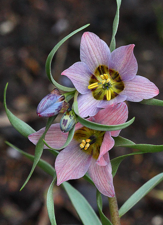 Fritillaria gibbosa