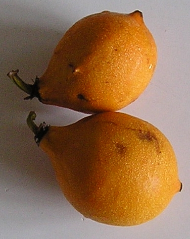 Garcinia travancorica