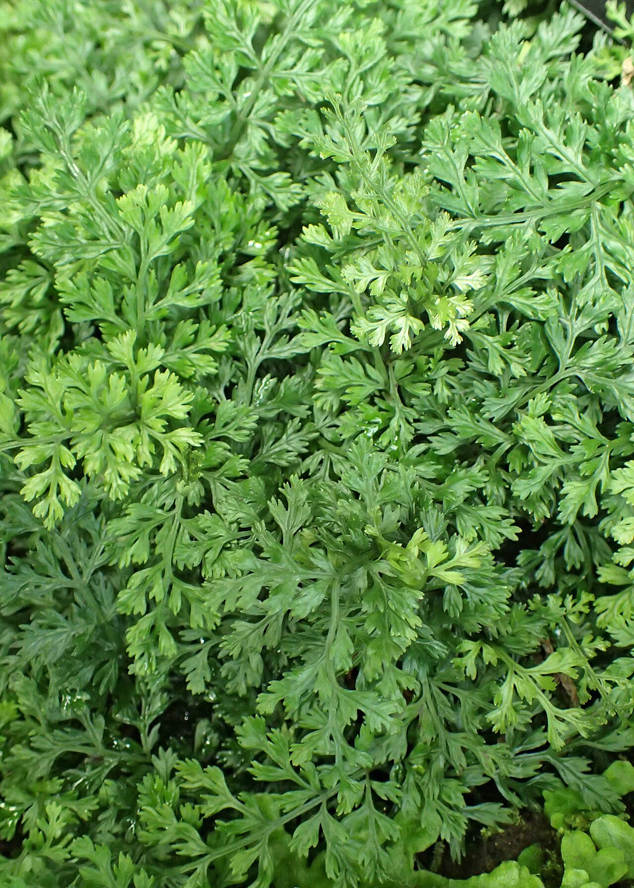 Bolbitis heteroclita