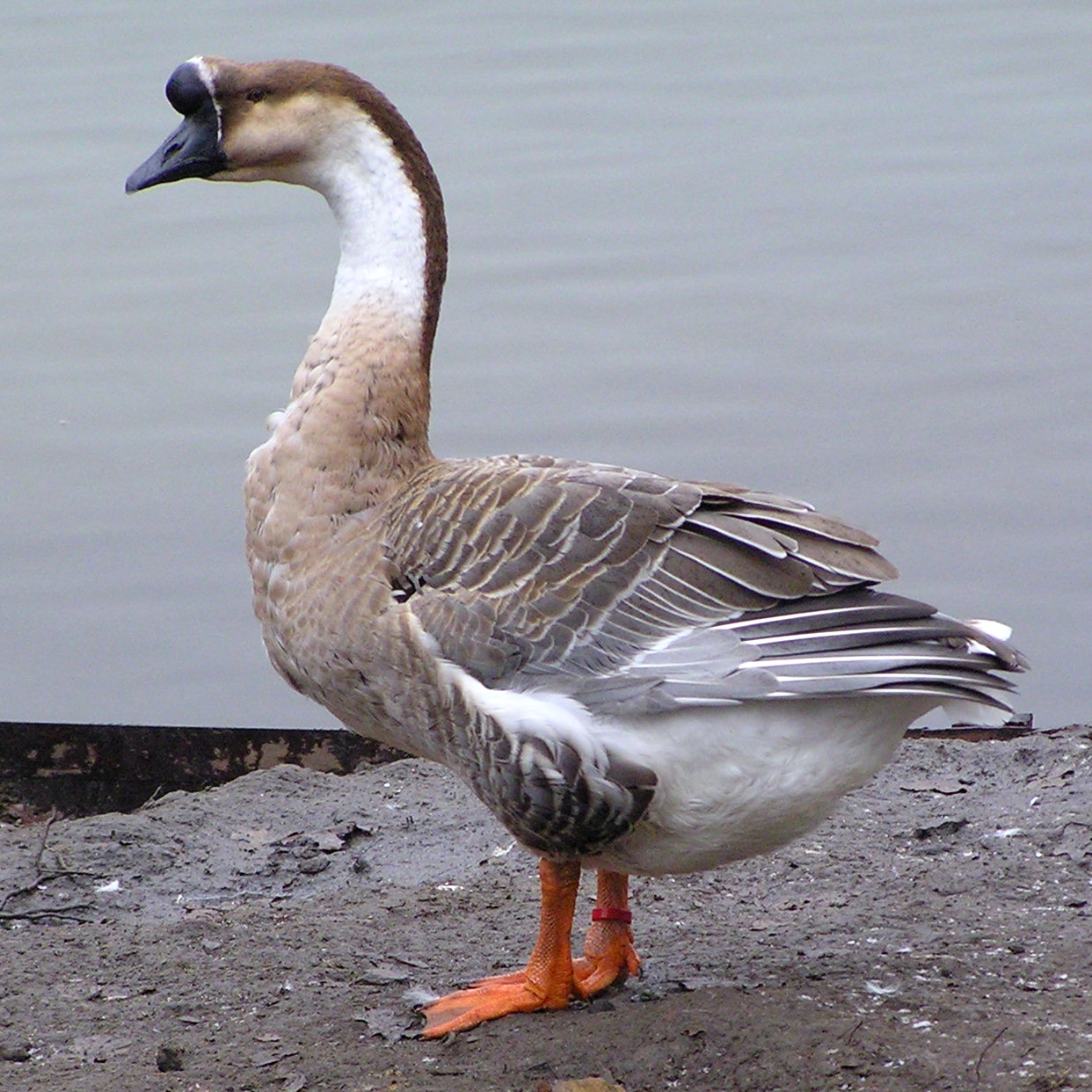 Chinese goose