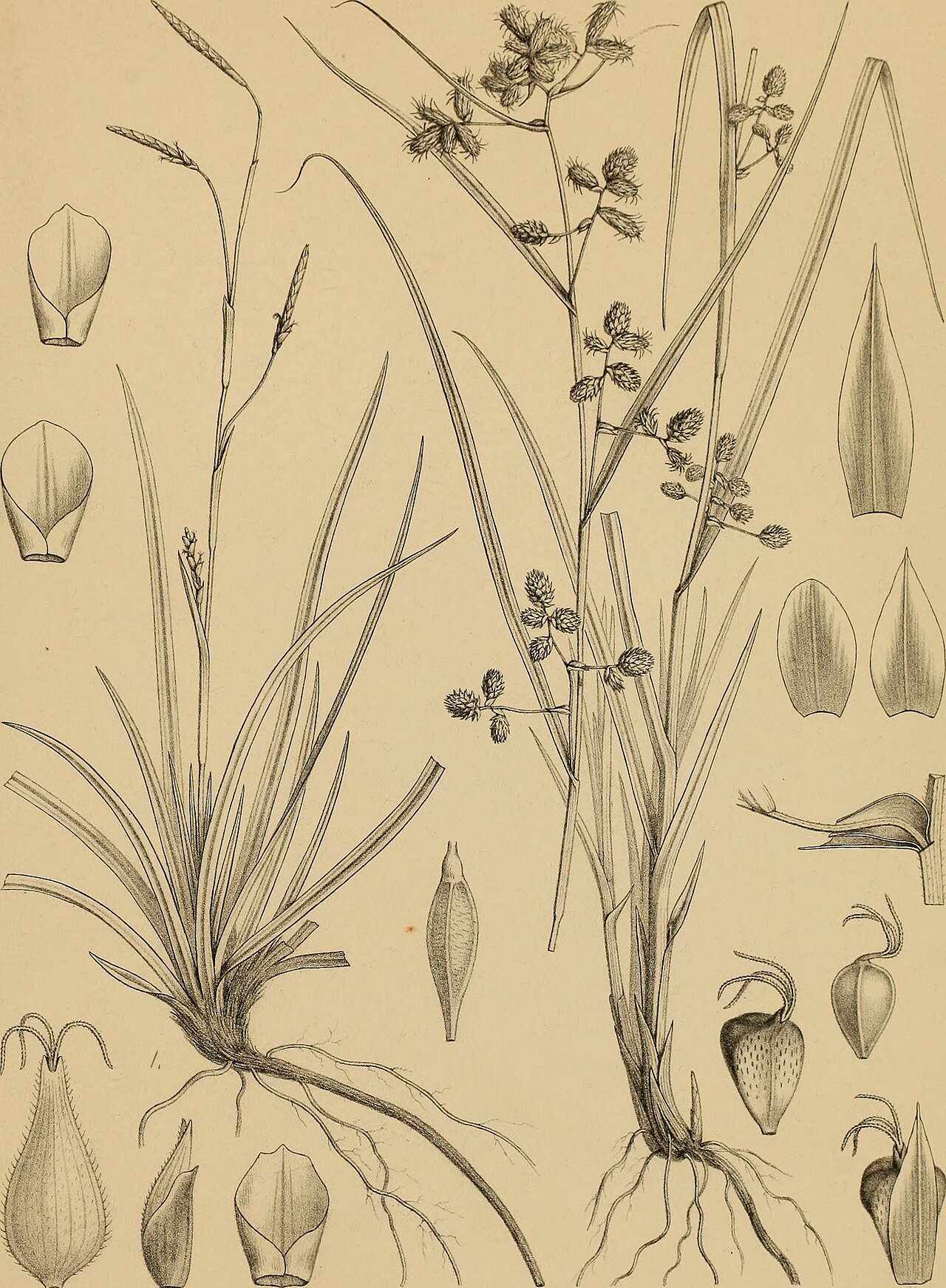 Carex moupinensis