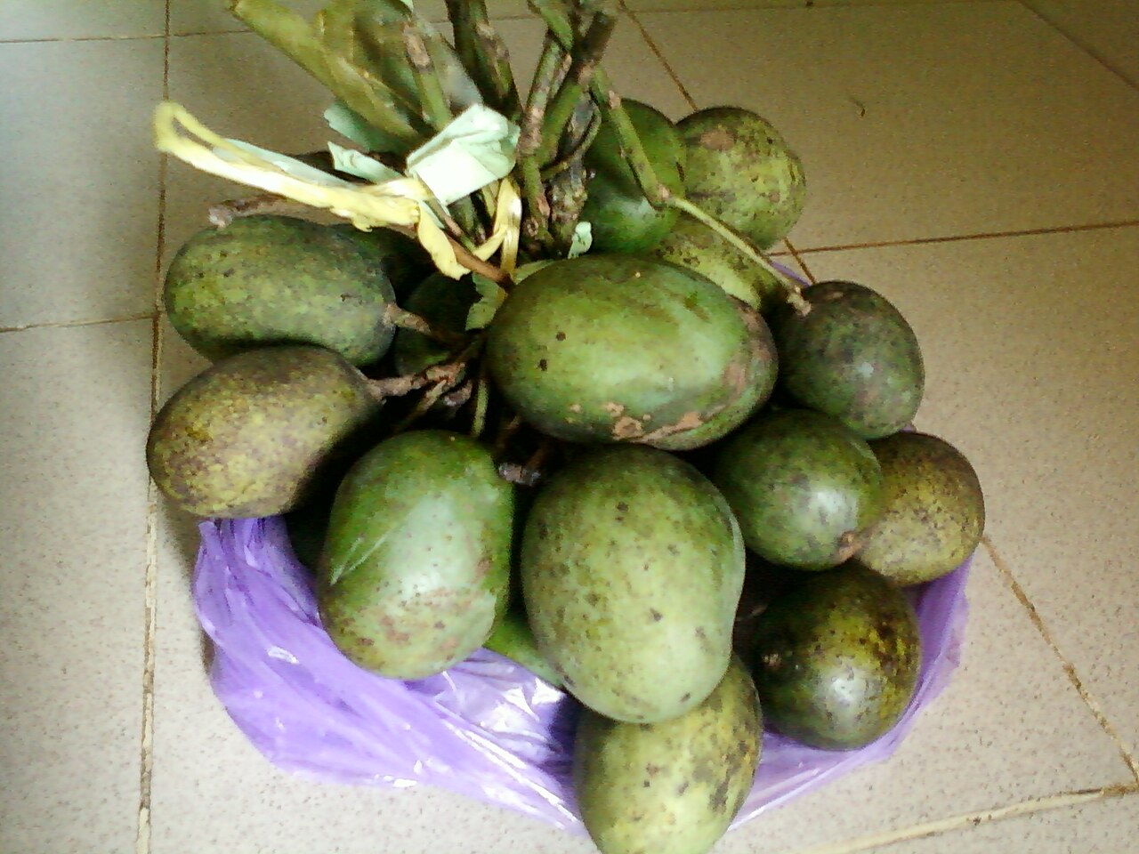 Mangifera lalijiwa