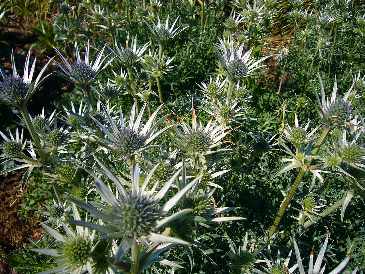 Eryngium bourgatii