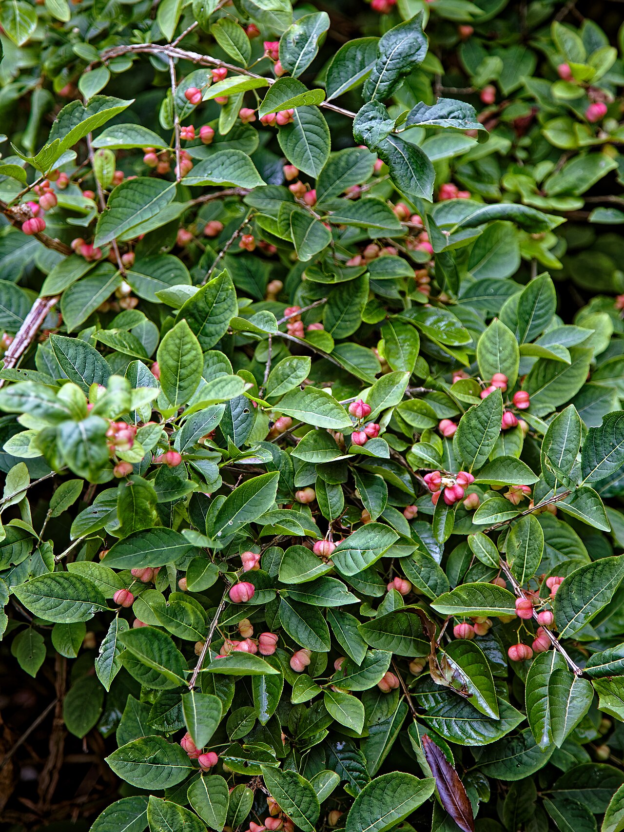 Euonymus europaeus