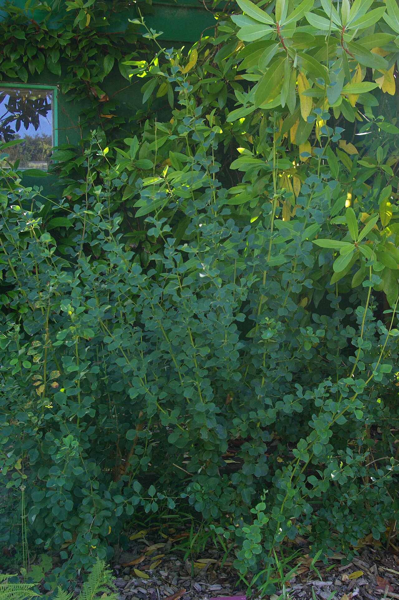 Berberis corymbosa
