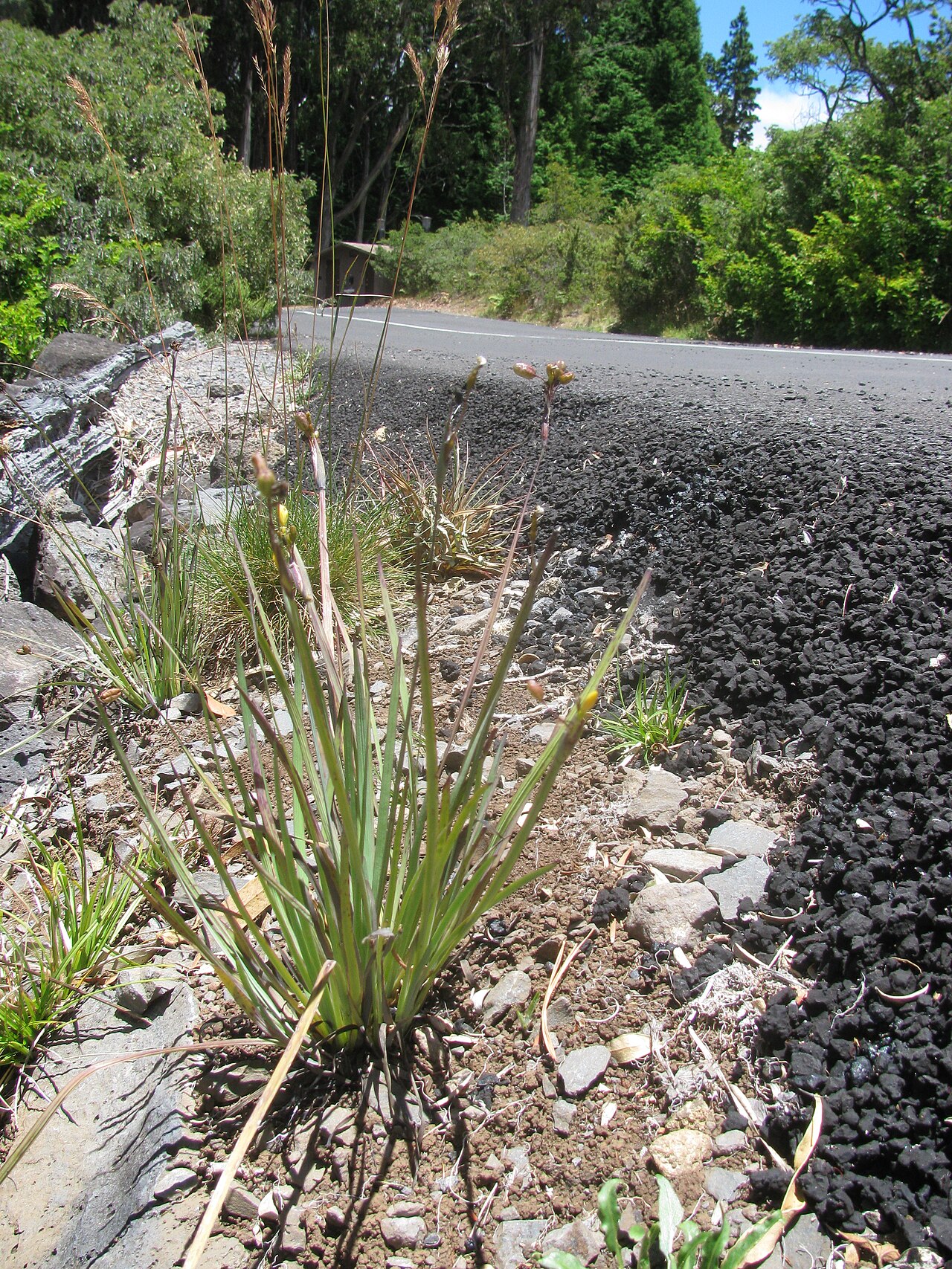Sisyrinchium acre