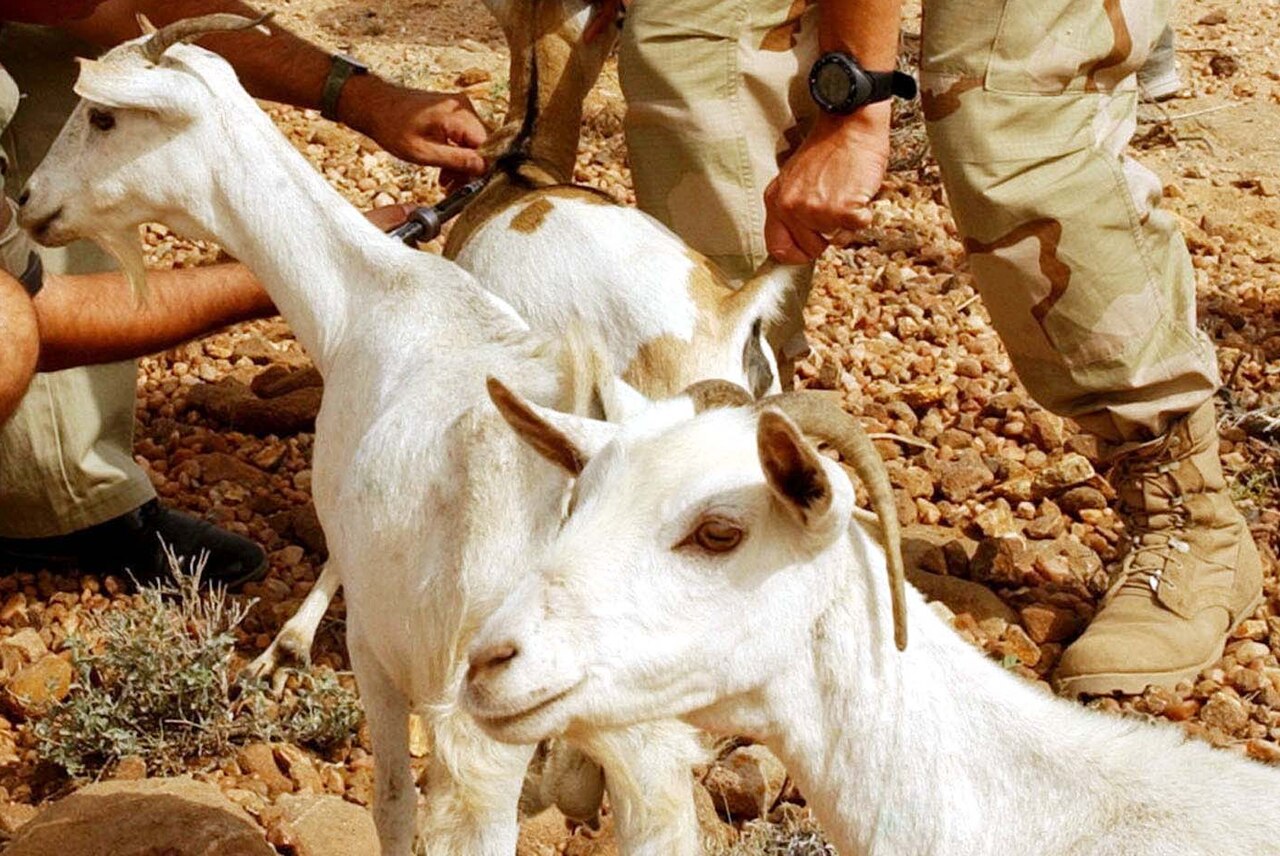 Somali goat