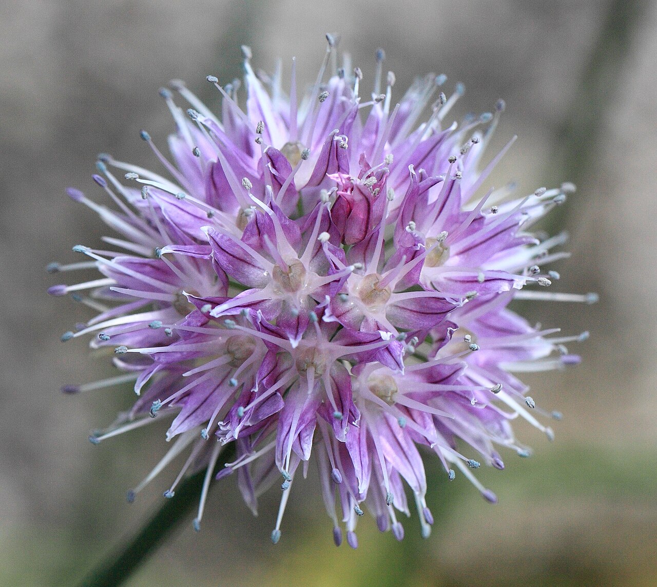 Allium maximowiczii