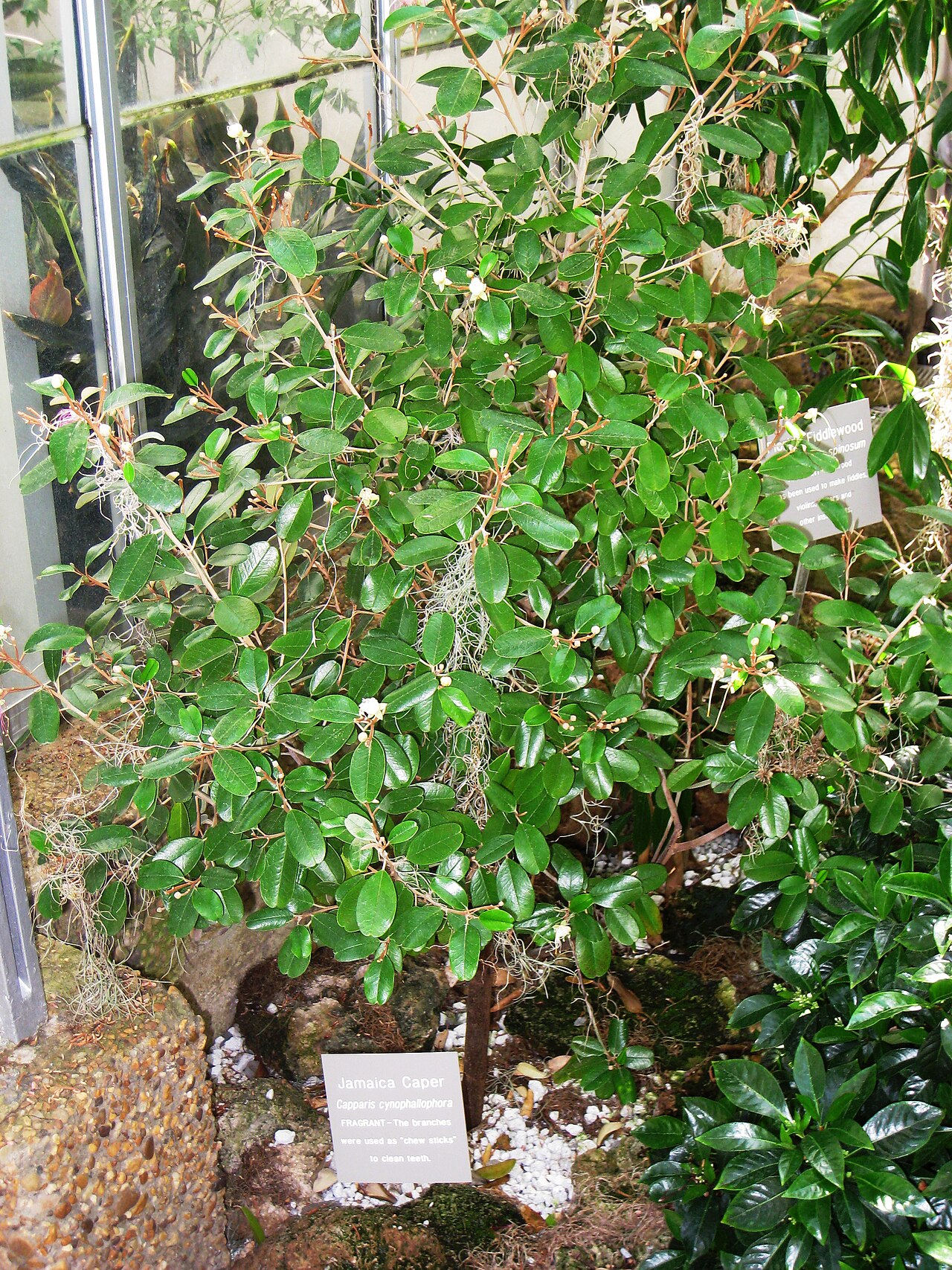 Quadrella cynophallophora