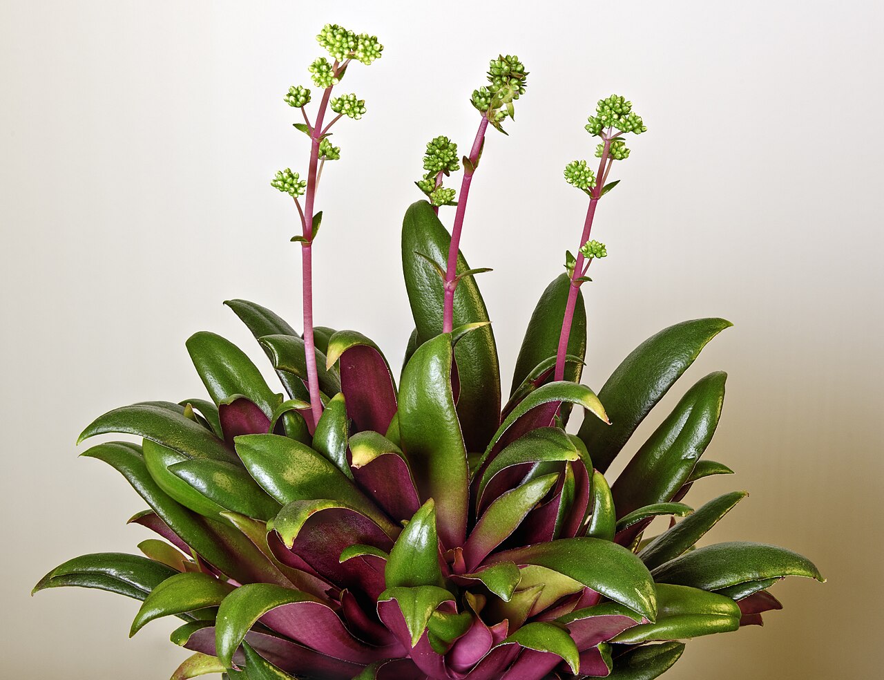 Crassula orbicularis