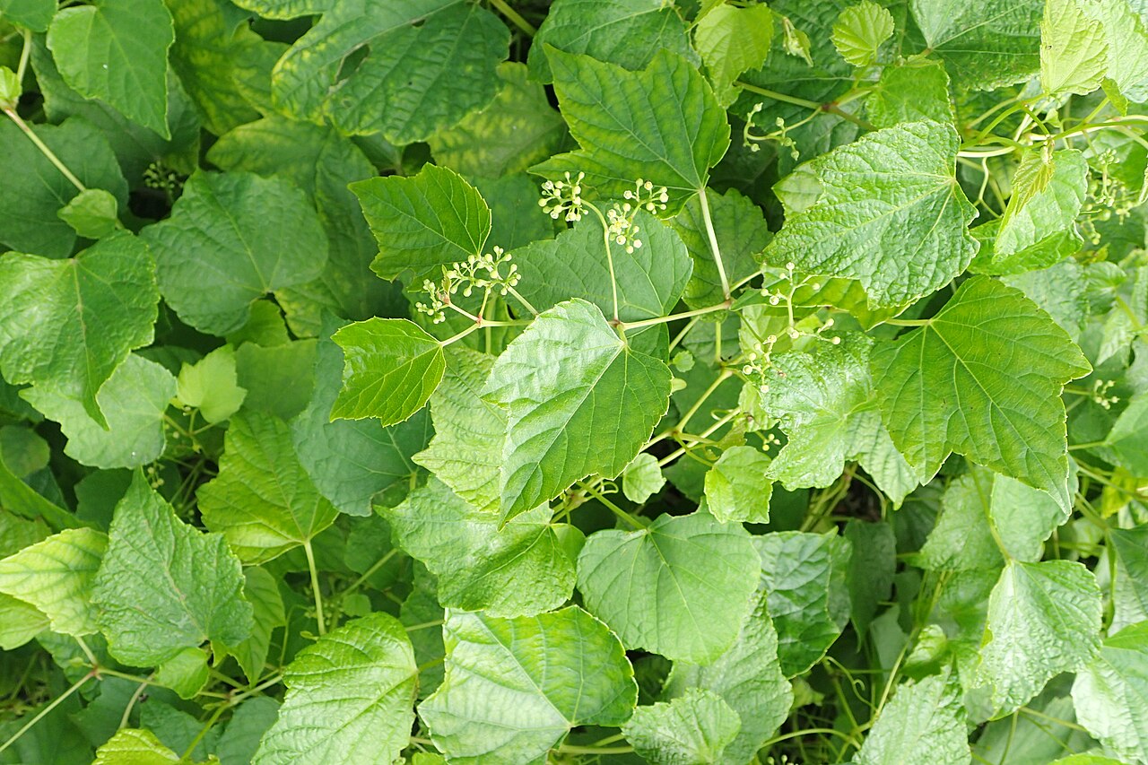 Vitis bryoniifolia