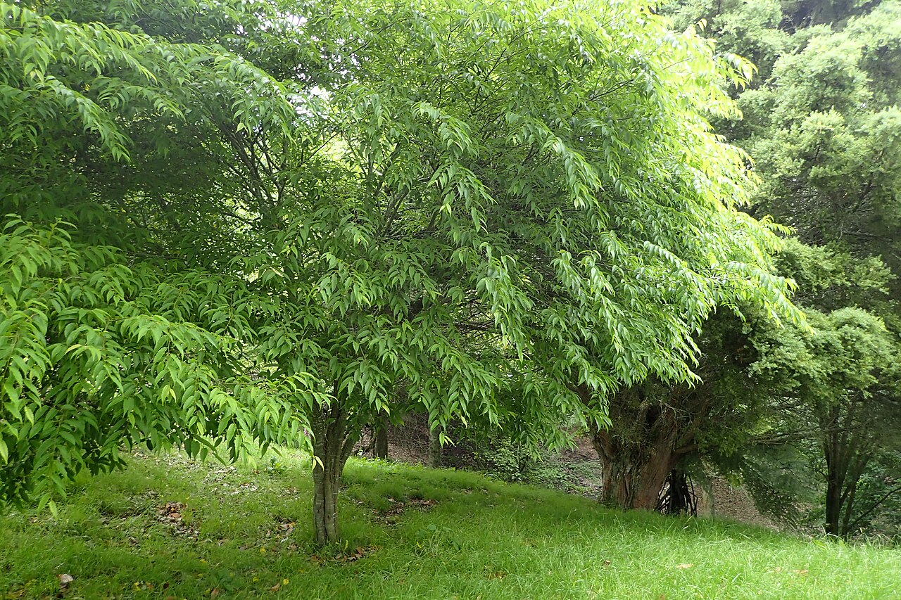 Carpinus londoniana