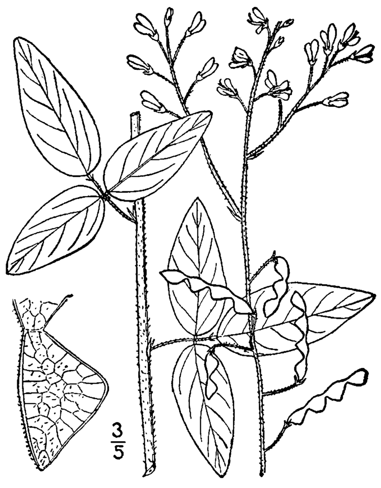 Desmodium glabellum