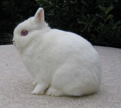 Polish rabbit