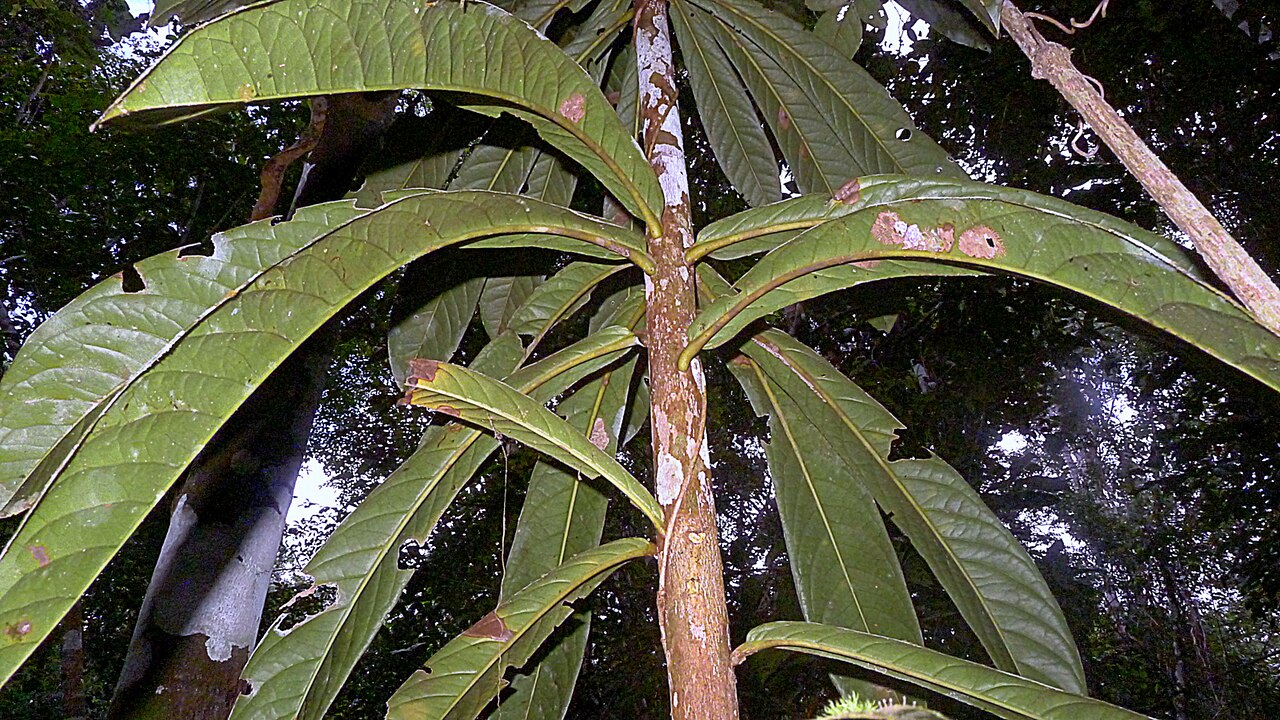 Colicodendron bahianum