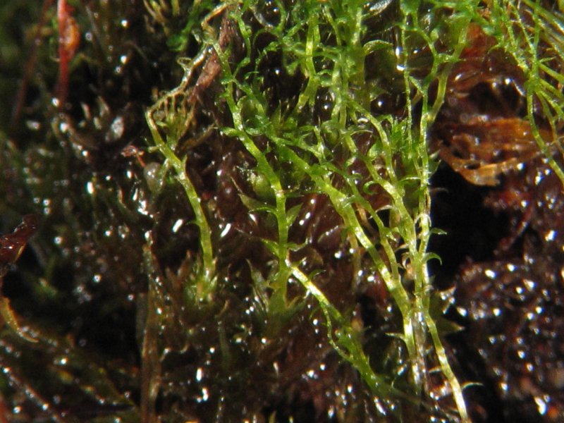 Ptychostomum turbinatum