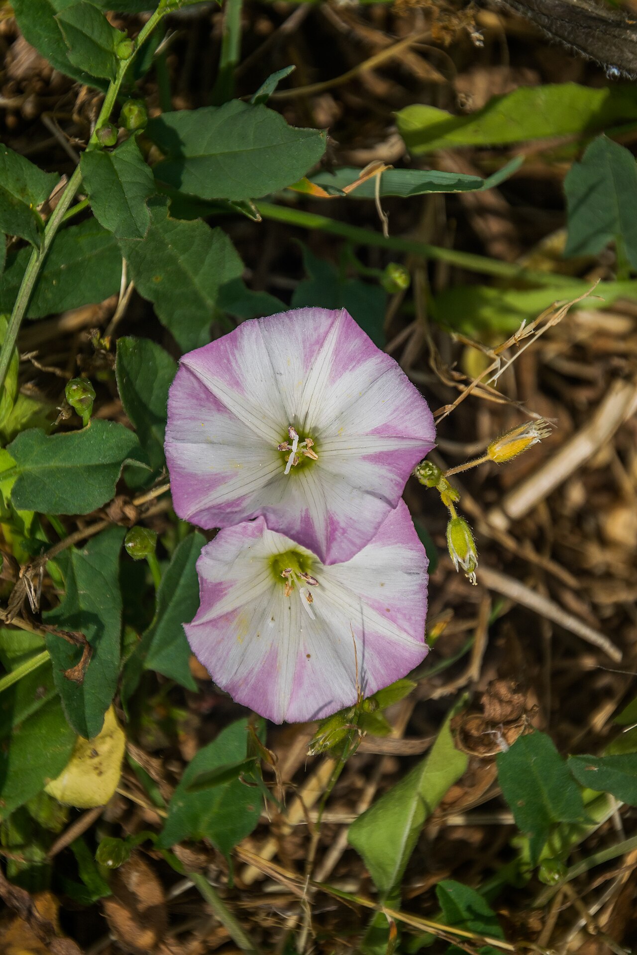 Convolvulus arvensis