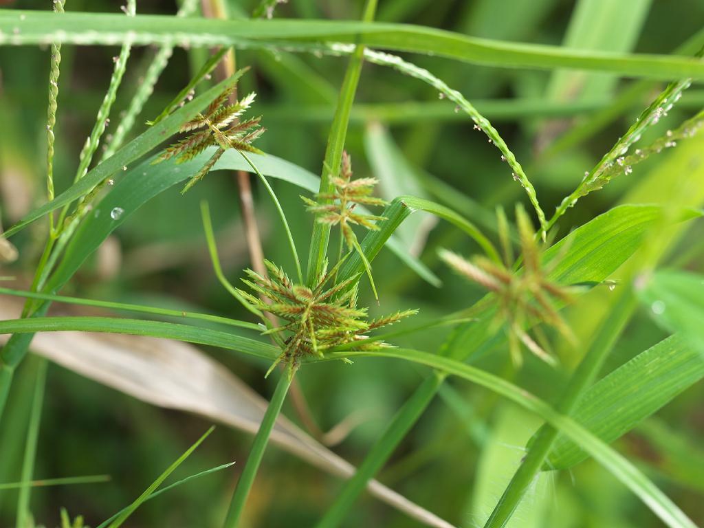 Cyperus amuricus