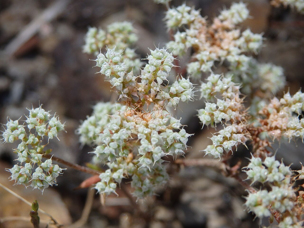 Chaetonychia