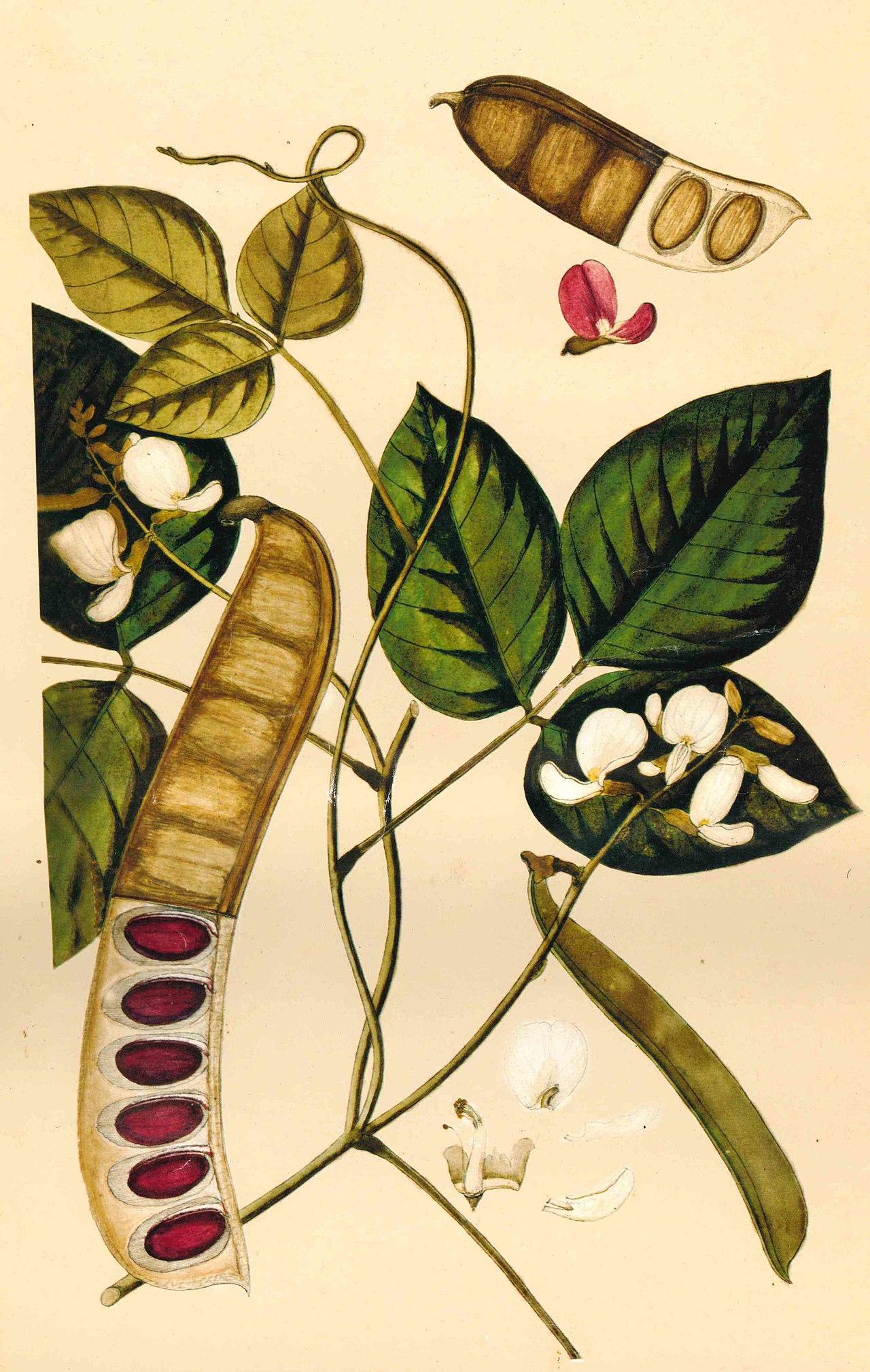Canavalia gladiata