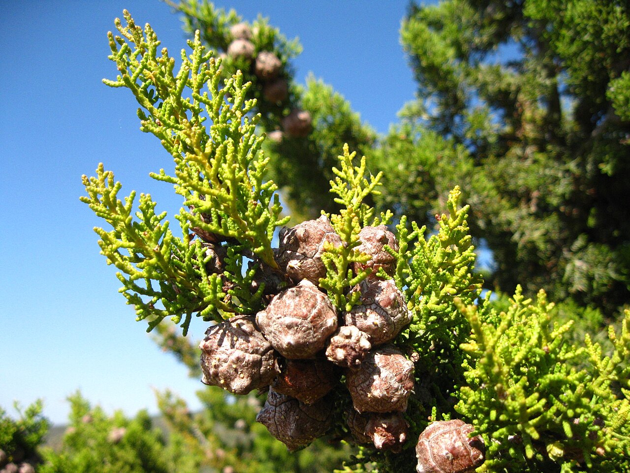 Cupressus forbesii
