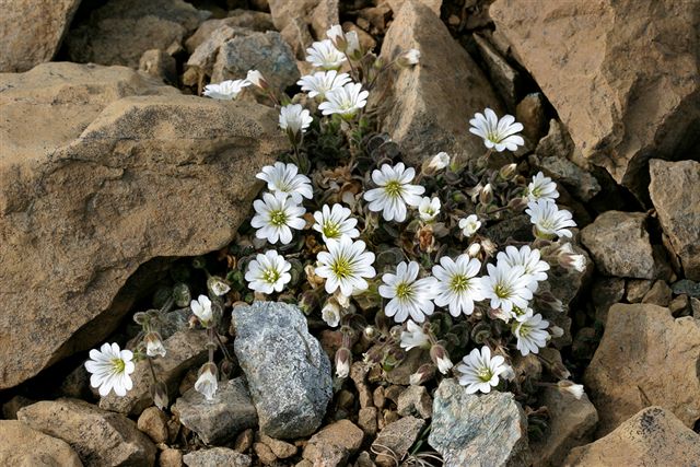 Cerastium nigrescens