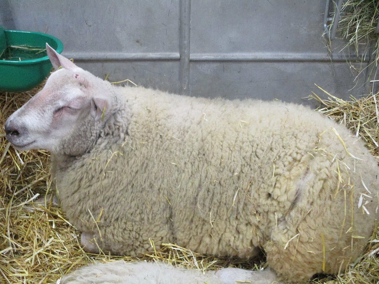 Boulonnaise sheep