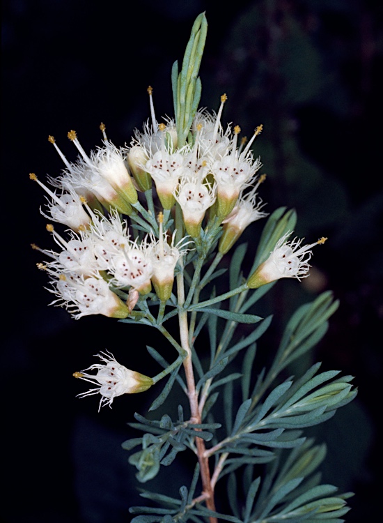 Homoranthus tropicus