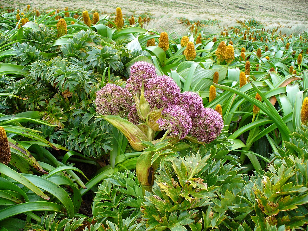 Anisotome latifolia