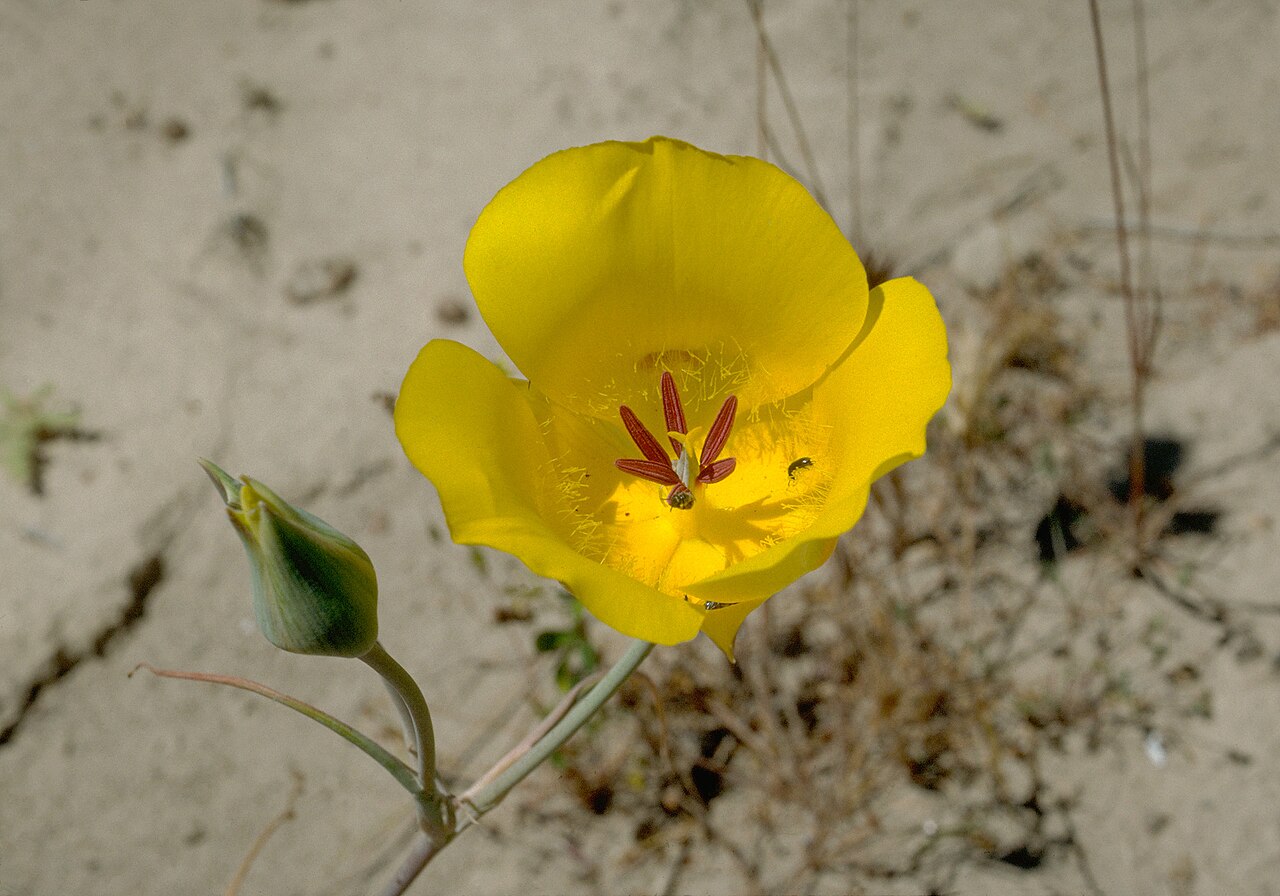 Calochortus clavatus