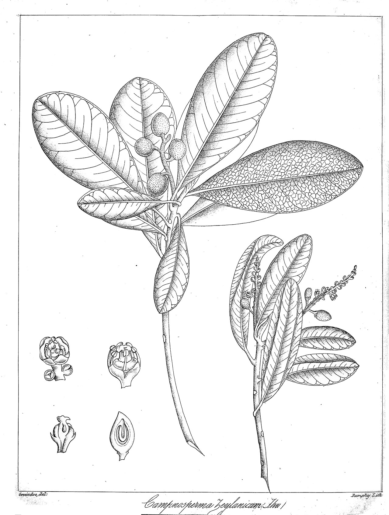 Campnosperma zeylanica