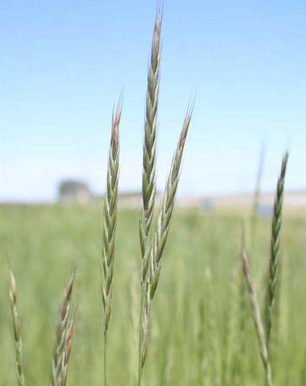 Elymus hoffmannii
