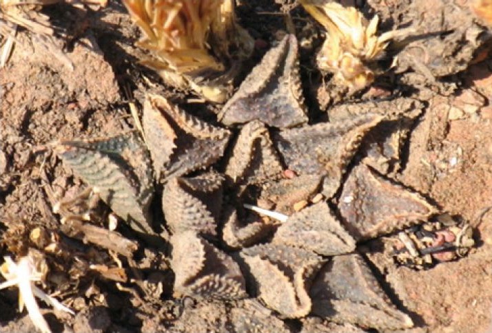 Haworthiopsis koelmaniorum